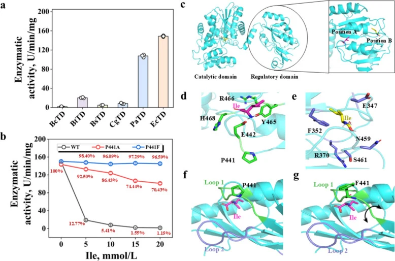 Screening and protein engineering of threonine dehydratase. a Screening of threonine dehydratase. Bc TD, threonine dehydratase derived from B. cereus ; Bt TD, threonine dehydratase derived from B. thuringiensis ; Bs TD, threonine dehydratase derived from B. subtilis ; Cg TD, threonine dehydratase de