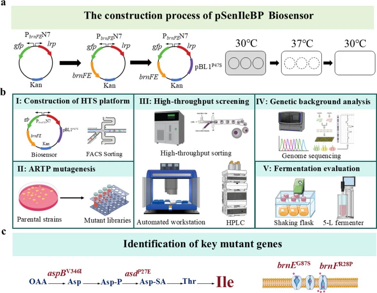 Construction of isoleucine biosensors and high-throughput screening of mutagenic strains. a Construction and optimization of the isoleucine biosensor pSenIleBP. b Screening of high-producing strains based on HTS platform. c Identification of key mutant genes in mutagenic strain cgl-Ile0. OAA, oxaloa