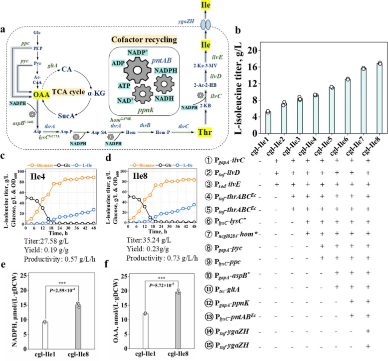 Modular engineering of strain cgl-Ile1. a The synthetic metabolic pathway of isoleucine. Glc, glucose; PEP, phosphoenolpyruvate; Ac-CoA, acetyl coenzyme A; OAA, oxaloacetate; Asp, aspartate; Asp-P, aspartate-phosphate; Asp-SA, aspartate-semialdehyde; Hom, homoserine; Hom-P, homoserine-phosphate; Tha