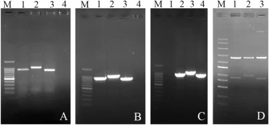Electrophoresis pattern of PCR products for MvMnP3, MvMnP5, and MvMnP13. The DNA bands were 897, 1000, and 832 bp. (A) Target fragment cloning for MvMnP3, MvMnP5, and MvMnP13. M represents the DL 1500 DNA marker (1500, 1000, 900, 800, 700, 600, 500, 300, 200, and 100 bp). Lanes 1, 2, and 3 represent