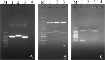 Electrophoresis pattern of recombinant P. pastoris GS115-pPICZαB with MvMnP3, MvMnP5, and MvMnP13. The DNA bands were 897, 1000, and 832 bp. (A) Plasmid PCR for pPICZαB-MvMnP3, MvMnP5 and MvMnP13. M represents the DL 1500 DNA marker (1500, 1000, 900, 800, 700, 600, 500, 300, 200, and 100 bp). Lanes