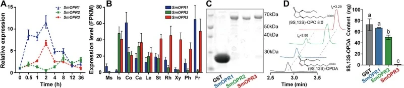 Expression pattern and functional analysis of SmOPRs in vitro. (A) Relative expression analysis by reverse transcription-quantitative polymerase chain reaction (RT-qPCR) of SmOPR1/2/3 in 21-d-old hairy roots treated with 100 μM MeJA. ACTIN was used as an internal control; for each gene, the expressi