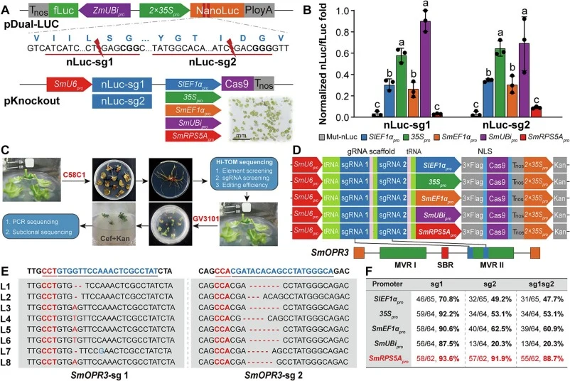 Efficient multiplex genome editing in Danshen. (A) Dual-luciferase reporter system assessing genome editing efficiencies in Danshen protoplast. Schematic diagram of the genome editing constructs. nLuc-sg1 and nLuc-sg2 target the mutated site to destroy NanoLuc activity. fLuc, firefly luciferase. (B)