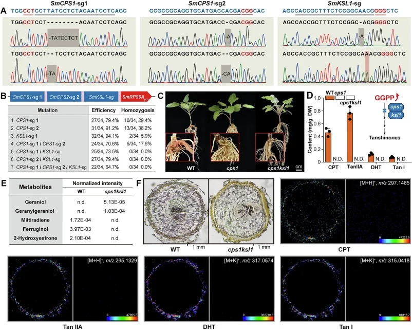 Effect of SmCPS1 and SmKSL1 deletion on tanshinones. (A) Representative editing forms of three targets in Smcps1 and Smksl1 T0 homozygous mutants based on PCR-amplified Sanger sequencing. Target sequences and their PAMs are highlighted with black and red underlines, respectively. (B) Construction of