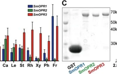 丹参多重CRISPR/Cas9编辑系统实现丹参酮代谢工程改造