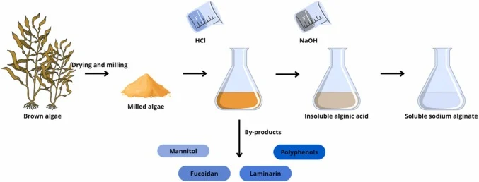褐藻中提取藻酸盐的简化流程示意图(使用盐酸(HCl)和氢氧化钠(NaOH)得到可溶性藻酸钠,甘露醇是该过程的副产物之一。该图使用Biorender创建。)