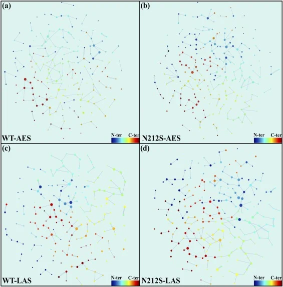 Effects of Asn212Ser mutation on the intramolecular interactions of WT bcPRO and mutant N212S. Protein structure networks (PSNs) was calculated by RING 4.0, representing amino acids as nodes and the Intra-chain hydrogen bond between them as edges. The residues were colored by sequence position in th