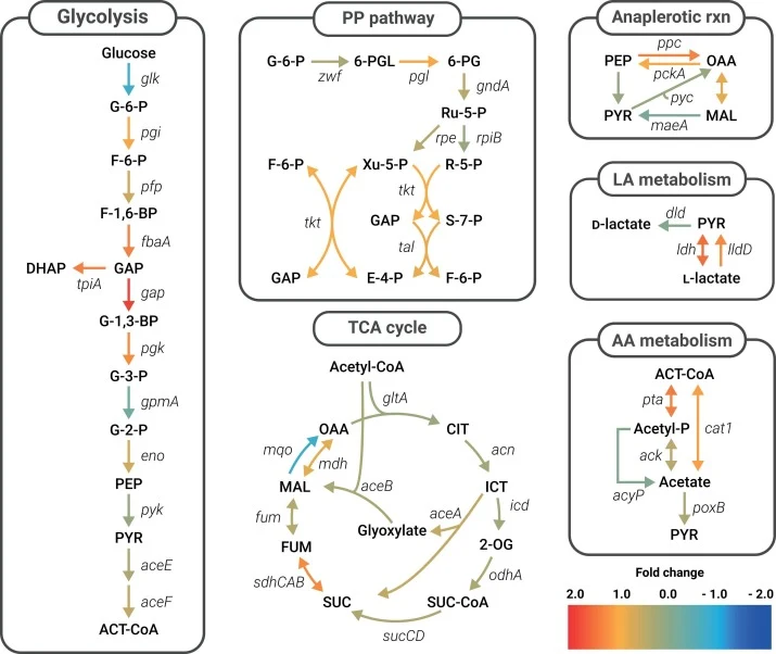 Transcriptome analysis under the high-cell-density fermentation condition of C. glutamicum ATCC 13032. The colors indicate the levels of log2-fold change of the transcript per million (TPM) values. The control group was cultured under normal fermentation conditions with an initial OD of 1.0 and norm