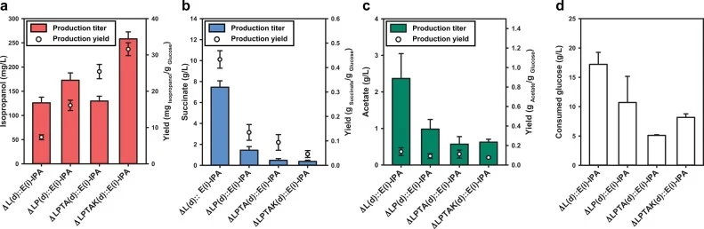 IPA and byproduct production and glucose consumption patterns, regarding the inhibition of the anaplerotic pathway and acetate metabolism. The results for each recombinant strain are as follows: (a) IPA production, (b) succinate production, (c) acetate production, and (d) glucose consumption. The ex