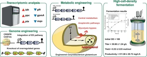 Metabolic engineering and high-cell-density fermentation of