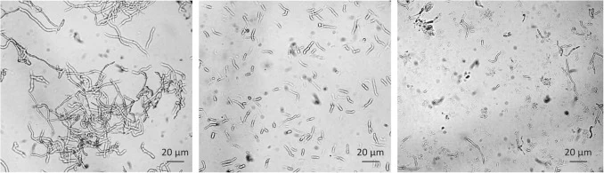 Pseudogymnoascus sp.的菌丝体 a) 裂解前,b) 经法式压碎均质机(5000 psi)裂解后,c) 经Retsch混合研磨仪裂解后(冷冻菌丝体,30 Hz下2