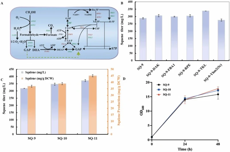Effect of enhancing methanol utilization efficiency on squalene production. (A) Scheme of the methanol metabolism pathway (The red labeled genes indicate overexpressed genes, and the green labeled genes indicate unexpressed genes). (B) The effect of key genes within the methanol metabolism pathway o