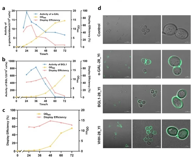 Generality assessment of the 28_YI-anchored CEN-Display system. (a) Surface display efficiency of α-galactosidase (α-GAL) in the CEN-Display system. (b) Comparison of displayed enzyme activity and display efficiency for β-glucosidase (BGL1) using the 28_YI anchor. (c) Validation of surface display o