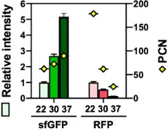 Dual plasmids with temperature-mediated replication origin as reversible and switchable system using HGLR strain which is BL21(DE3) harboring the pHCC-T7-sfGFP and pSB4A3-T7-RFP, cultured at 22, 30, and 37 °C. Relative intensity of sfGFP and RFP shown by bars and PCN represented in diamond.