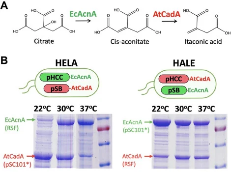 乌头酸酶（EcAcnA）和顺乌头酸脱羧酶（AtCadA）在温度切换质粒中于22、30和37 °C下的表达。(A) 柠檬酸转化为顺乌头酸和衣康酸的反应机理。(B) 双质粒中AtCadA和EcAcnA蛋白表达的SDS-PAGE分析。