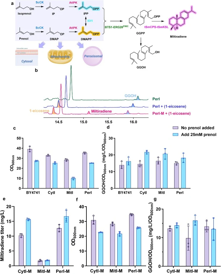 A comparative analysis of the integration of the IUP and downstream miltiradiene biosynthesis pathways within the cytoplasm, mitochondria, and peroxisomes of S. cerevisiae. a Schematic of the IUP and the pathway for miltiradiene biosynthesis. The two-step isopentenol utilization pathway (IUP) is cat