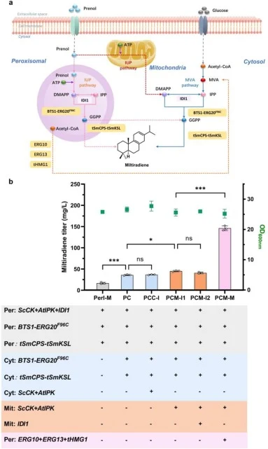 Synthesis of miltiradiene by compartments combinatorial engineering. a Schematic distribution of pathways to improve the biosynthesis of miltiradiene by compartments combinatorial engineering. b Miltiradiene production of strains constructed using different compartments combinatorial engineering. Me