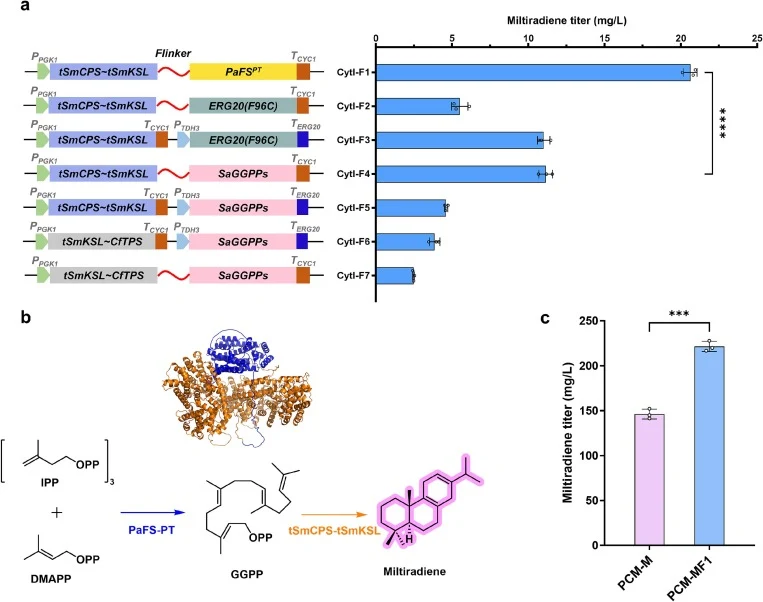 Application of an artificial multifunctional enzyme in S. cerevisiae to enhance synthesis of miltiradiene. a Strain CytI-F1 ∼ F7 was constructed by expressing different modules in the cytoplasm of strain CytI. b Schematic diagram of the catalytic reaction of tSmCPS-tSmKSL-PaFSPT. c Application of tS