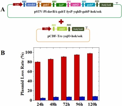 hok/sok系统对质粒稳定性的影响:(A) E. coli 5HV9中质粒的基因组成;(B) 培养过程中E. coli 5HV9(