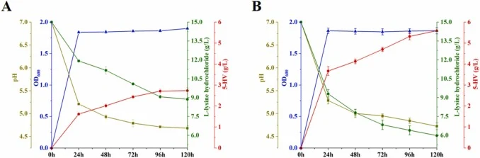 图1 菌株E. coli 5HV8(A)和E. coli 5HV9(B)在摇瓶培养中5-HV产量的时间曲线。(数值以生物学三重复的平均值和标准差表示。)