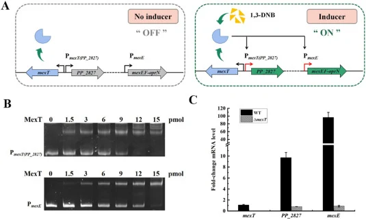 Elucidation of the regulatory mechanism of MexT. (A) The model of regulatory mechanism of MexT in P. putida. (B) EMSA assay to determine the binding ability of MexT to the promoters of PP_2827 and mexE. (C) The relative RNA transcript level changes of mexT, PP_2827, and mexE in the wild type and Δme