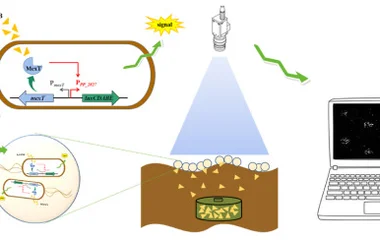 一种基于转录因子的细菌生物传感器系统及其在爆炸物现场检测中