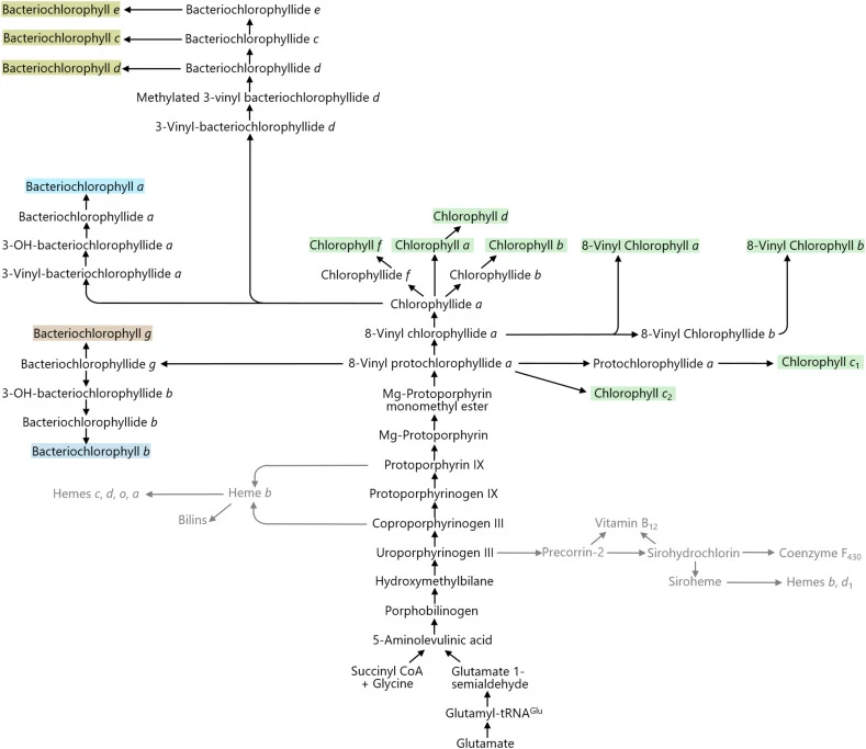 The structural chemistry and biosynthesis of chlorophylls.