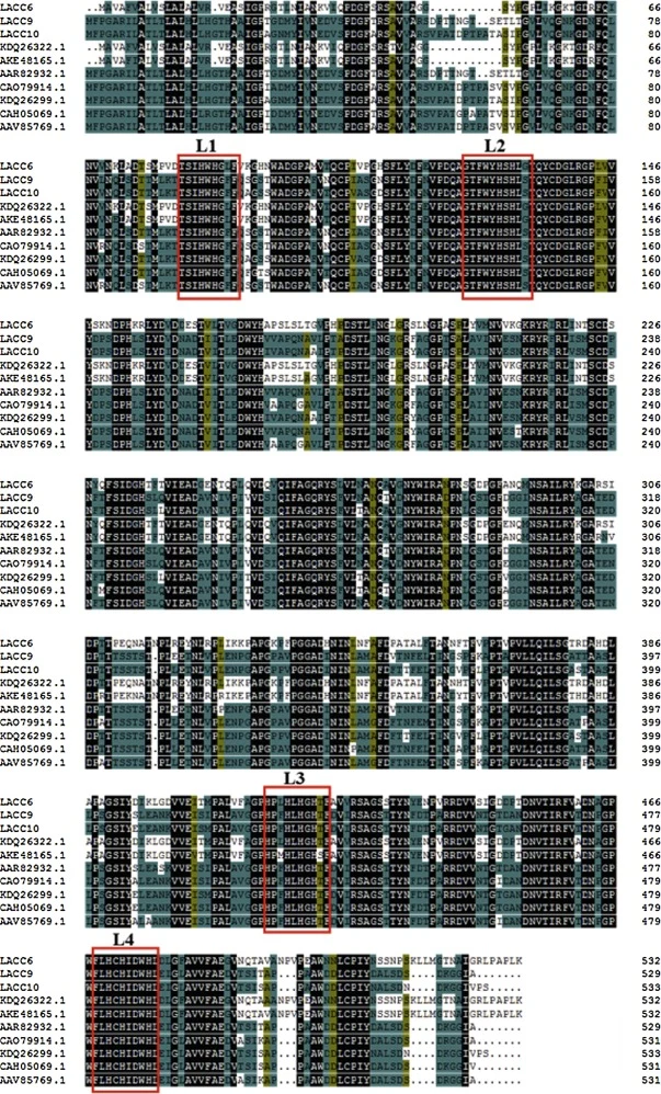 LACC6、LACC9、LACC10及其他漆酶蛋白的多氨基酸序列比对。