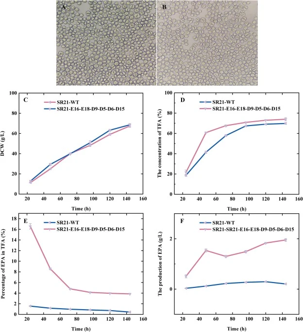 Comparison of EPA content between transformants and wild type in 5 L bioreactors. (A) The optical microscope examination of the transformants at 48 h; (B) The optical microscope examination of the wild type at 48 h; (C) The comparison of DCW between transformants and wild type; (D) The comparison of
