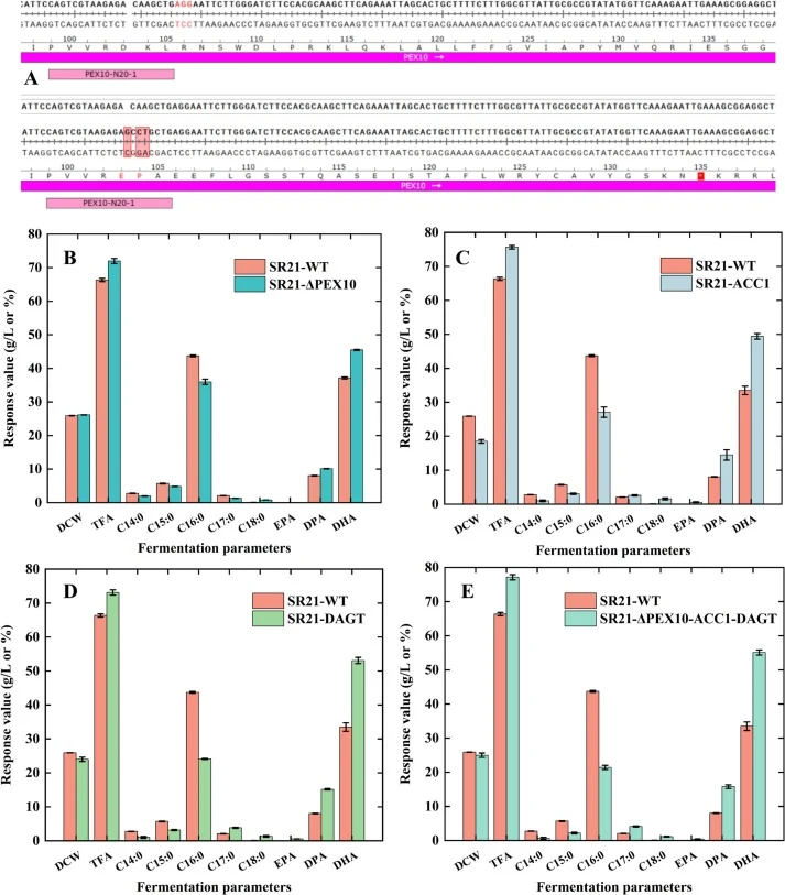 Characterization of relevant translators in the “push-pull-resistance” strategy. (A) The results of sequence comparison; (B) The fermentation results of SR21-ΔPEX10; (C) The fermentation results of SR21-ΔPEX10-ACC1; (D) The fermentation results of SR21-ΔPEX10-DGAT; (E) The fermentation results of SR