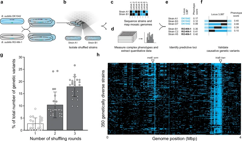 a Replacing amino acid biosynthesis genes with antibiotic resistance markers in genetically divergent parents allows for selection of recombinant hybrid strains containing different marker allele combinations following genome shuffling by protoplast fusion (Supplementary Fig. 1 ). b Repeated rounds