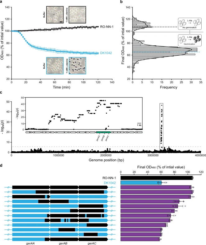 a B. subtilis DK1042 and RO-NN-1 exhibit different spore germination abilities with L-alanine. Spores of the two strains were incubated with 1 mM L-alanine, and the decrease in optical density was monitored as phase-bright spores transitioned to dark-phase germinated spores. n = 4 independent experi