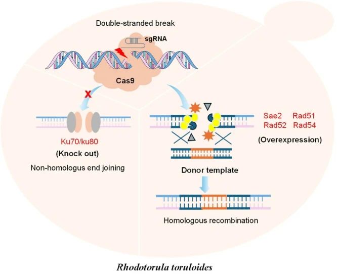 Systematic evaluation of the DNA repair machinery facilitate