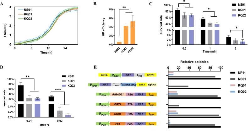 Phenotypic characterization of RtKU70 and RtKU80 knockout strains in R. toruloides . (A) Growth curves of the parental (NS01) and mutant strains (KQ01 and KQ02) in YPD medium. (B) HR efficiency at the CRTI locus. Strains were transformed with the CRTI -targeting vector pCRTIN via ATMT. (C) Survival