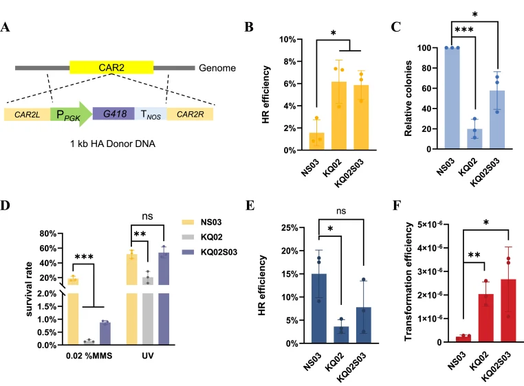 Combinatorial genetic intervention enhances HR efficiency in R. toruloides . (A) Donor DNA design for targeted integration. Schematic of the G418 resistance cassette flanked by 1-kb HAs targeting the CAR2 locus. (B) HR efficiency and (C) transformation efficiency at the CAR2 locus in strains NS03 (w