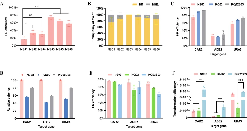 Enhancement of HR in R. toruloides through CRISPR-mediated editing combined with DNA repair pathway engineering. (A) HR efficiency at the CAR2 locus in strains overexpressing HR-related proteins (NS02-NS06) compared with the control strain NS01. Strains were transformed with a CAR2 -targeting HR don