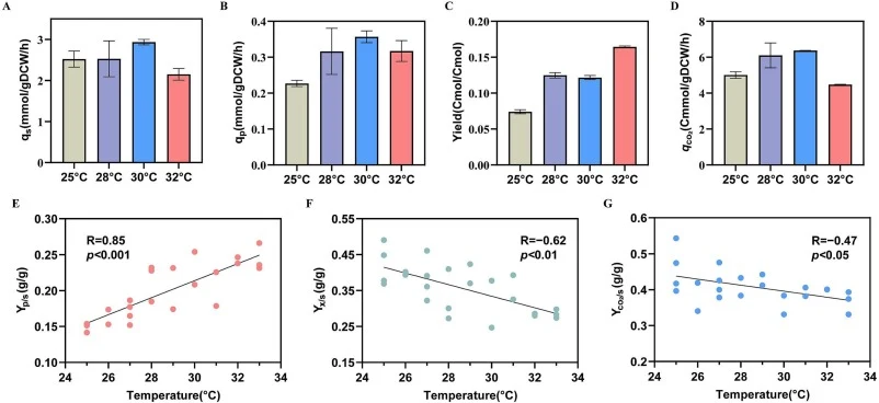 Mevalonate production and related metabolic parameters of Y. lipolytica at different temperatures. (A) The specific substrate uptake rate ( q s ) during exponential growth in the batch culture at 25 °C, 28 °C, 30 °C, and 32 °C. (B) Specific mevalonate formation rate ( q p ), (C) mevalonate yield ( Y