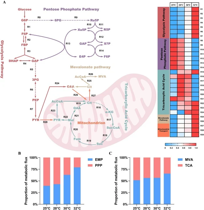 Temperature-dependent metabolic flux distribution in Y. lipolytica. (A) Relative fluxes through glycolysis, the pentose phosphate pathway, the tricarboxylic acid (TCA) cycle, the mevalonate pathway, and mitochondrial transport at 25, 28, 30, and 32 °C. Reactions with double-headed arrows are reversi
