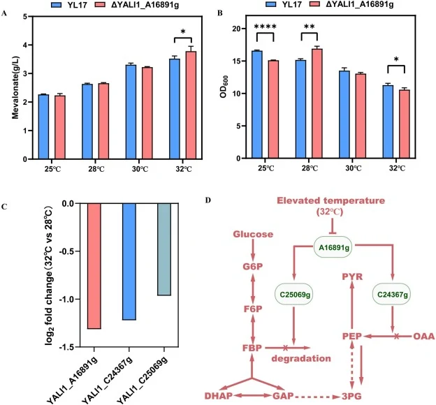 Functional characterization and potential regulatory mechanism of YALI1_A16891g under elevated temperature conditions in Y. lipolytica. (A) Mevalonate production and (B) OD600 of the control strain (YL17) and the ΔYALI1_A16891g strain cultivated at different temperatures. (C) Expression response of