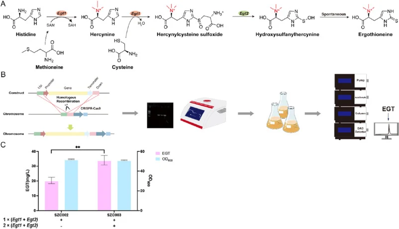Construction of the EGT pathway and its expression in S. cerevisiae. (A) Reaction catalyzed by EGT1 and EGT2. (B) Schematic diagram of experimental design workflow. S. cerevisiae was co-transformed with CRISPR-Cas9, guide RNA plasmids, and expression cassette donor DNA. Transformants were selected o