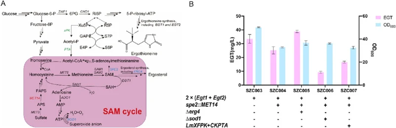 Increasing EGT yield by refining SAM cycle. (A) Schematic diagram of SAM cycle for EGT biosynthesis in engineered S. cerevisiae. Exogenous genes are indicated in green. Overexpression genes are indicated in red. Deletion genes are indicated in blue. Adenosine 5′-phosphosulfate (APS), 3′-phosphoadeno