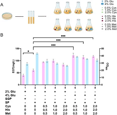 Media optimization to enhance EGT synthesis efficiency. (A) Schematic diagram of the media optimization process. (B) Fermentation results of the engineered strain SZA011 for EGT production in shake flasks, using 250 mL flasks with 25 mL working volume (SGP represents Sangon Biotechnology peptone wit