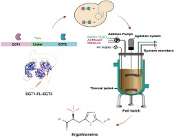 Enhancing ergothioneine production in Saccharomyces cerevisi