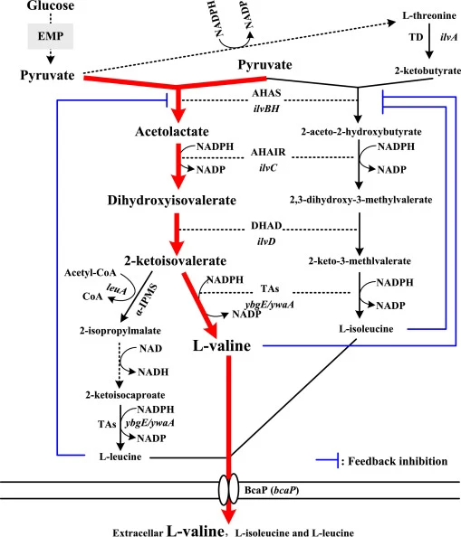 Schematic representation of the L-valine biosynthesis pathway in B. subtilis. Abbreviations: AHAS Acetohydroxyacid synthase, AHAIR Acetohydroxy acid isomeroreductase, DHAD Dihydroxy acid dehydratase, TAs Aminotransferases, TD L-threonine dehydratase, α-IPMS α-Isopropylmalate synthase, BcaP L‐valine‐