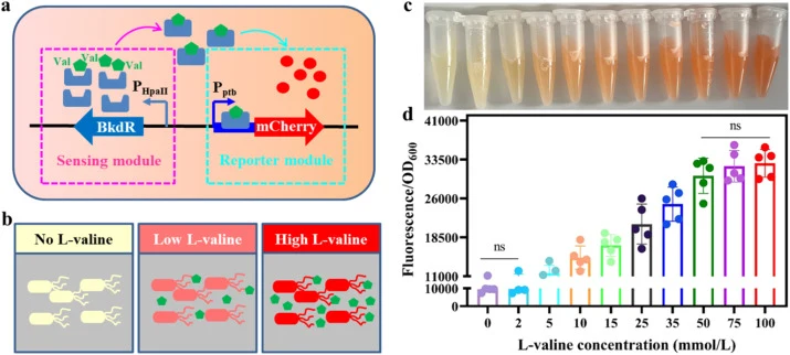Schematic diagram and functional verification of the inducible mCherry-based whole-cell biosensor. (a) The designed biosensor pVal genetic circuit. (b) Schematic representation of the working states of the biosensor at off (no L-valine), low intensity (low L-valine concentration), and high intensity