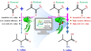 Evolution of acetohydroxyacid synthase from Bacillus subtili
