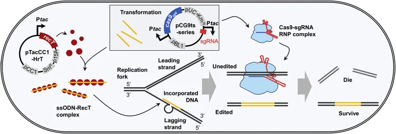 CRISPR/Cas9偶联重组工程
