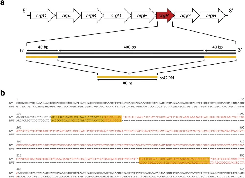 Knockout of argR by deleting 400bp with CRISPR/Cas9-coupled recombineering. (a) A schematic representation of 400-bp deletion in argR. The ssODN for recombineering was designed to harbor 40 nt of homologous sequence flanking the 400-bp deletion target sequence. All ssODN for gene targets of various