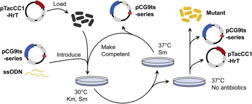 Overall scheme for iterative CRISPR/Cas9-coupled recombineering in C. glutamicum. Plasmid pTacCC1-HrT harboring RecT is first loaded into C. glutamicum cells and are made competent for electroporation. Plasmid pCG9ts-series and ssODN for target gene modification are introduced to the pTacCC1-HrT loa