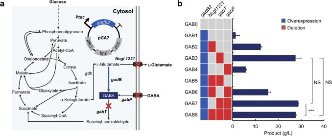 Metabolic engineering for GABA production in wild-type C. glutamicum. (a) Metabolic engineering strategy for GABA production in C. glutamicum, where genes Ncgl1221, gabT and gabP are targeted for combinatorial knockout. Heterologous gene gadB2 from Lactobacillus brevis ATCC 367 is expressed from pla